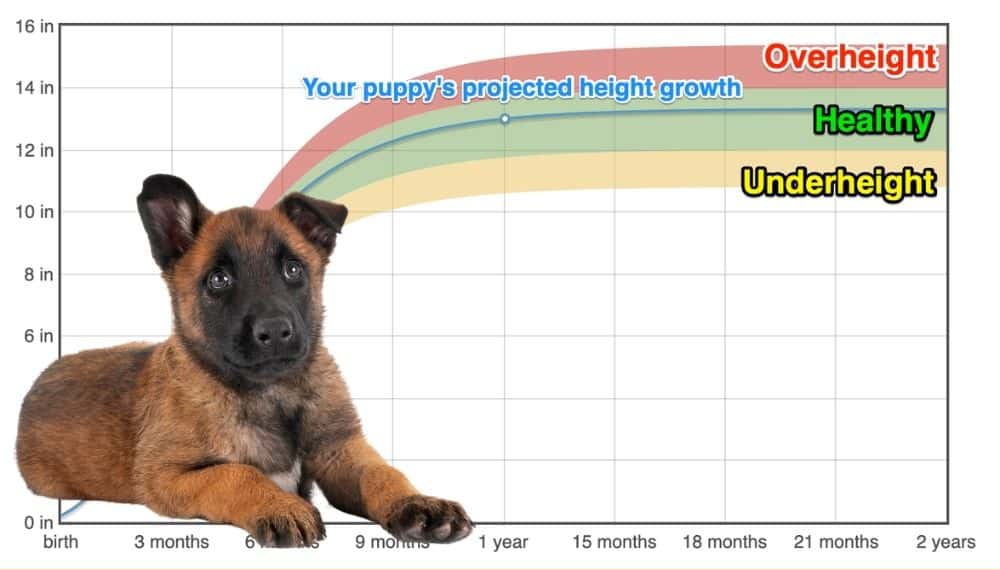 Belgian Malinois Height+Growth Chart How Tall Will My Belgian